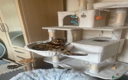 Bengal cats for sale: Bengal cat  - Image 3