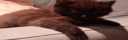 Mixed Breed cats for sale: 2 BLACK Fluffy (Longhaired)  - 3 boys 1 girl - Advert 2