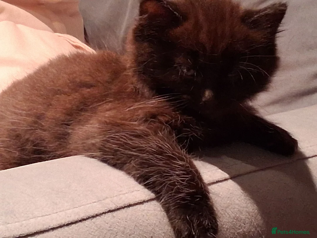 Mixed Breed cats for sale: 2 BLACK Fluffy (Longhaired)  - 3 boys 1 girl - Advert 2