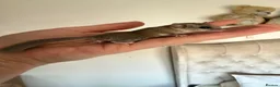 Mouse rodents for sale: African Pygmg dormice- pair females.  - Advert 2