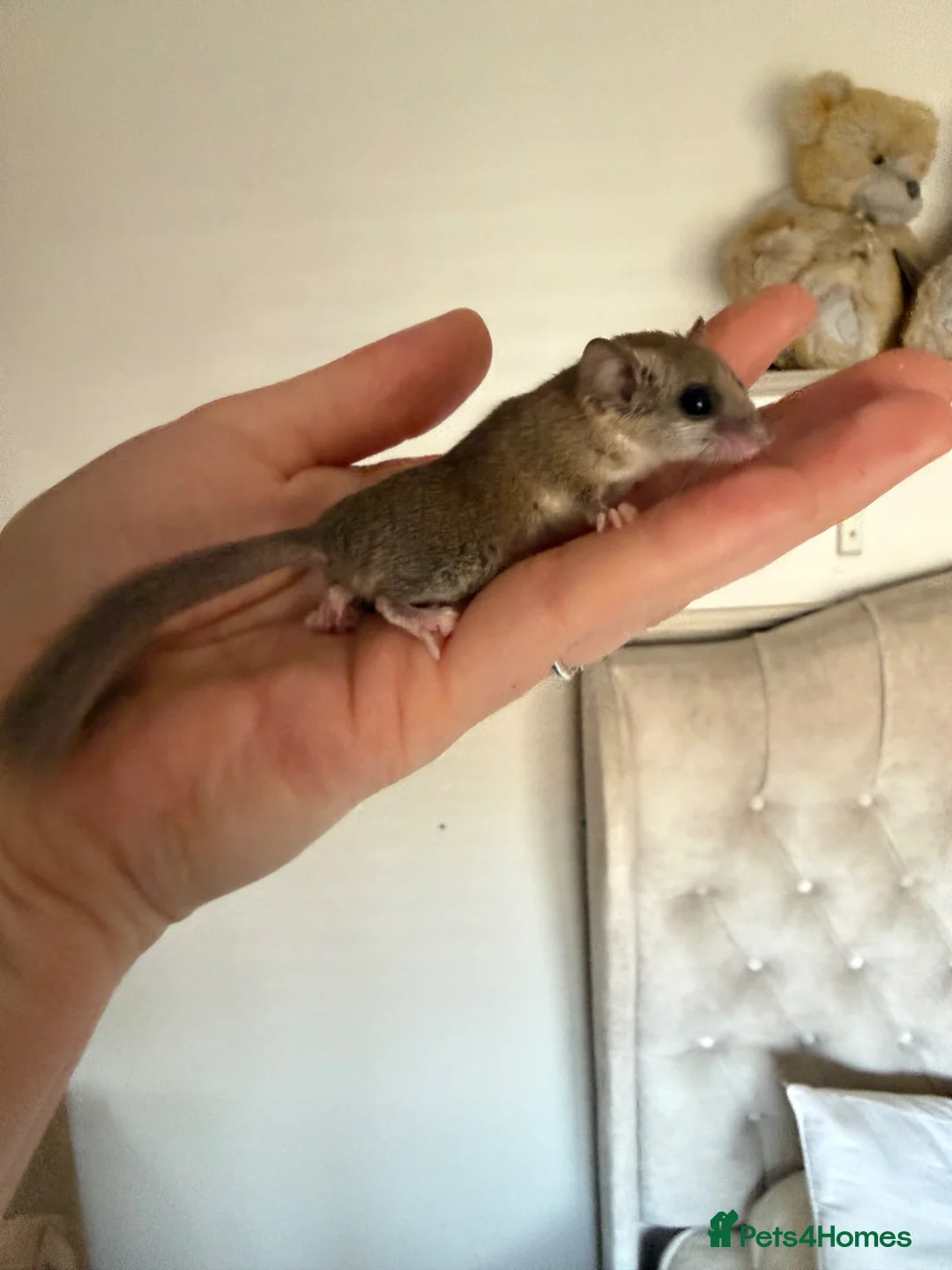 Mouse rodents for sale: African Pygmg dormice- pair females.  - Advert 2