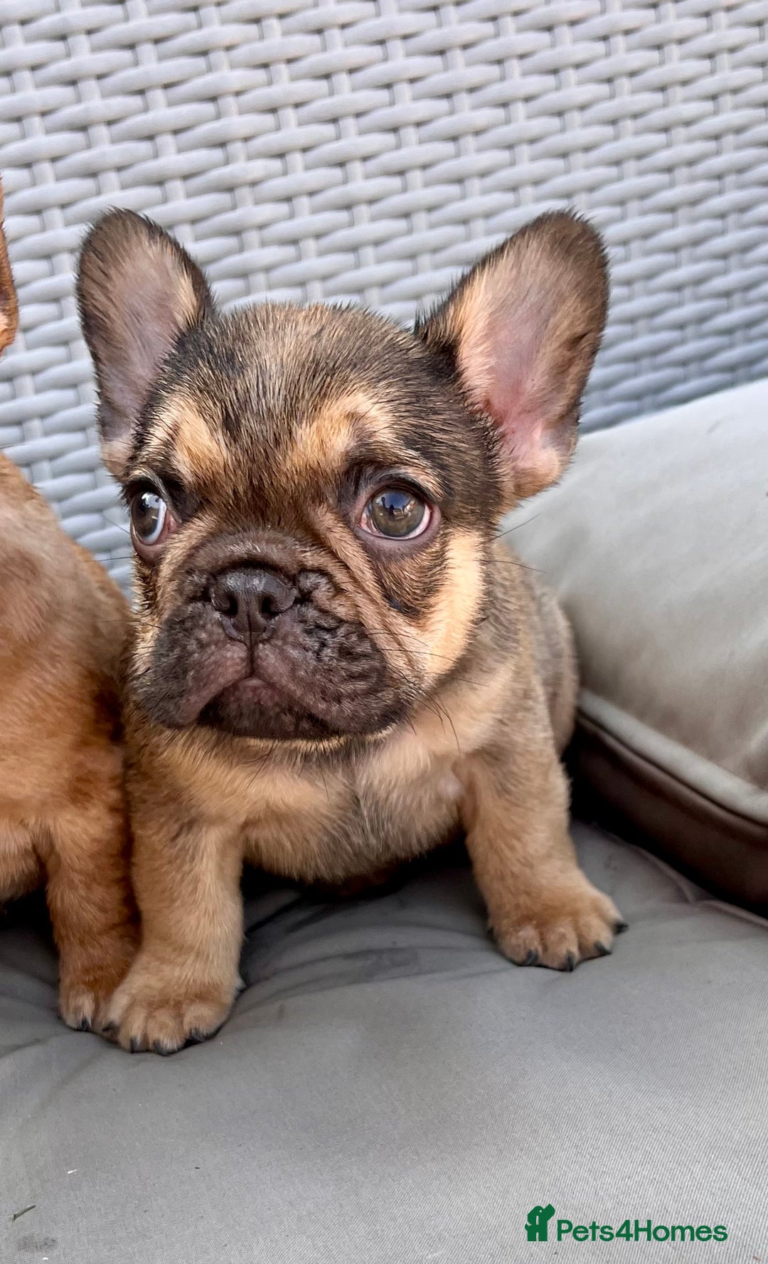 French Bulldog dogs for sale: French Bulldog Puppy 3 - QUALITY PUPPIES READY NOW, health tested parents  - Image 6