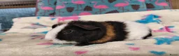 Guinea Pig rodents for sale: Baby Boars in longhaired breeds & teddies  - Advert 28