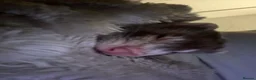 Ferret rodents for sale: 2 Month Old Ferret with Cage  - Advert 4