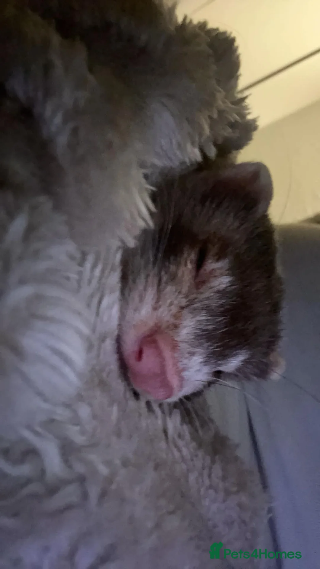 Ferret rodents for sale: 2 Month Old Ferret with Cage  - Advert 4