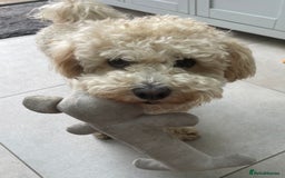Poochon dogs for sale: Tina 1 year old poochon girl - Image 9