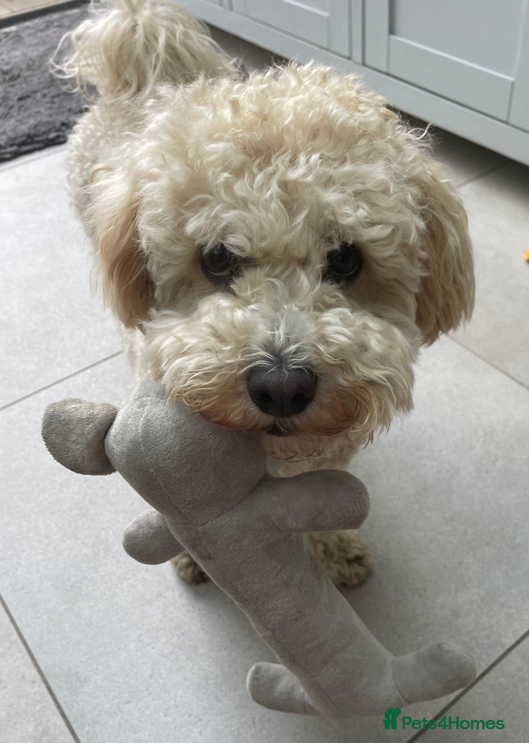 Poochon dogs for sale: Tina 1 year old poochon girl - Image 9