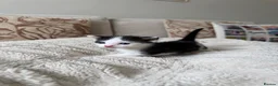 Mixed Breed cats for sale: 5 beautiful black and white kittens  - Advert 9