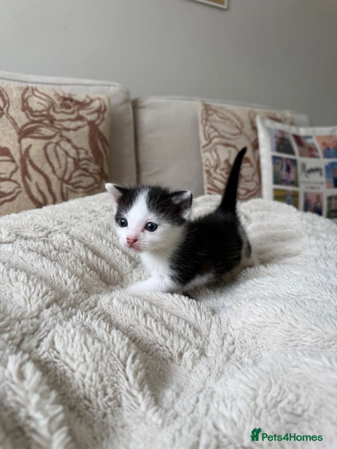 Mixed Breed cats for sale: 5 beautiful black and white kittens  - Advert 9