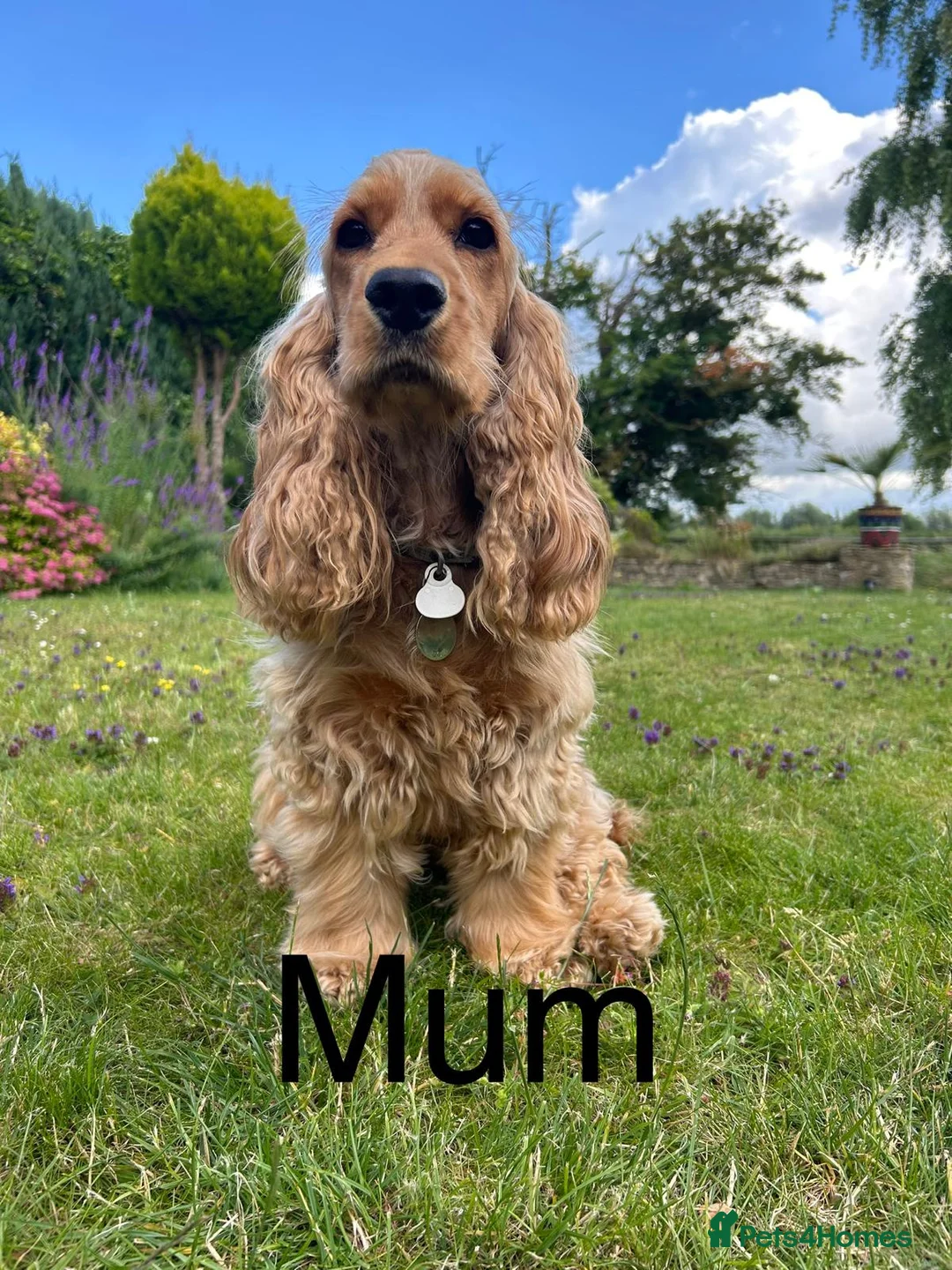 Cocker Spaniel dogs for sale: Health Tested SHOW Cockers Spaniels DUE - Advert 2