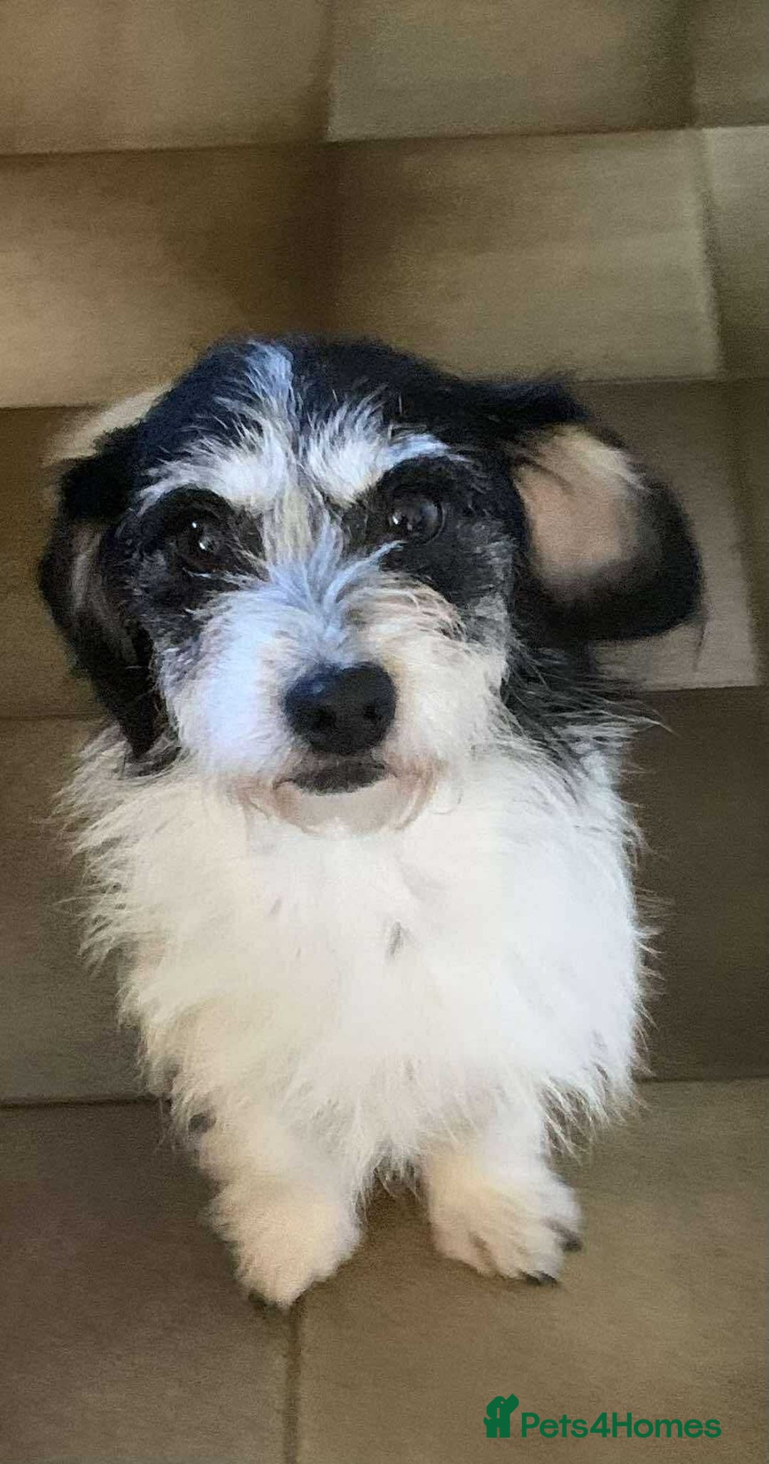 Mixed Breed dogs for adoption: ARIEL - FOR ADOPTION  - Advert 1