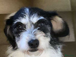 Mixed Breed dogs ARIEL - FOR ADOPTION - Advert 14