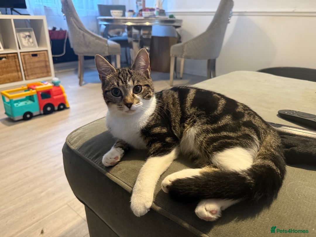 Domestic Shorthair cats for sale: Mother and daughter - Image 1