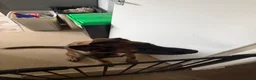 Belgian Shepherd Dog dogs for sale: 6 month old male belgian malinois in Warminster - Advert 2