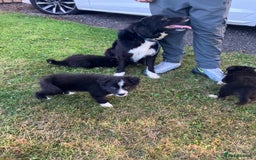 Border Collie dogs for sale: Beautiful border collie pups - Image 6
