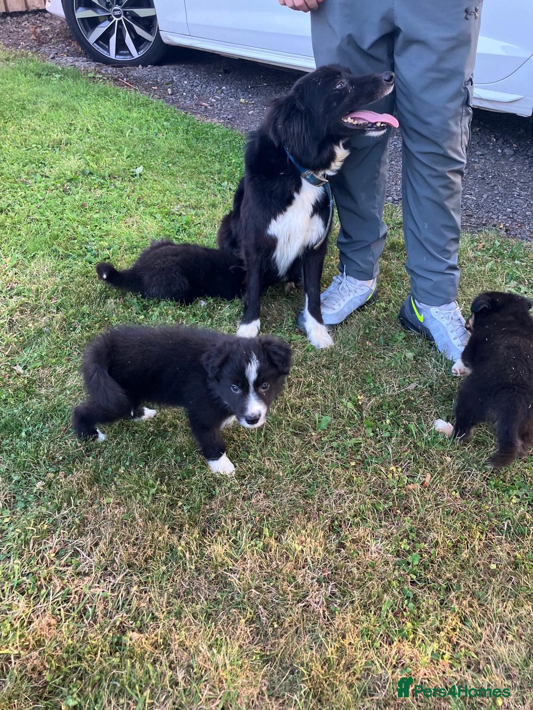 Border Collie dogs for sale: Beautiful border collie pups - Image 6