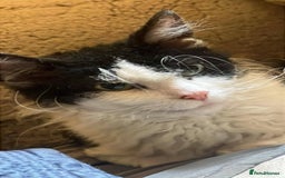 Mixed Breed cats for sale: Mixed breed kittens for sale  - Image 6