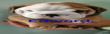 English Bulldog Edward