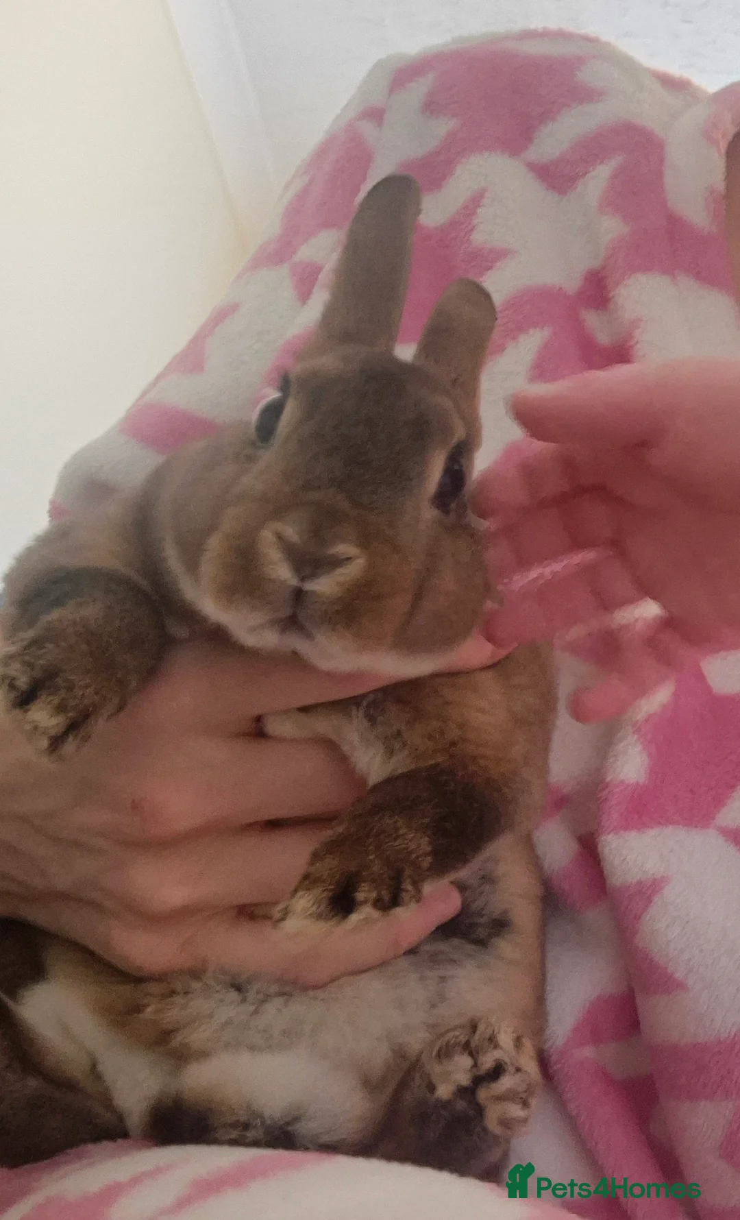 Rex rabbits for sale: x2 Bonded Baby Mini Rex Bunnies Vaccinated+Cage in Peterborough - Advert 4