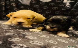 Shihpoo dogs for sale: Shipoo puppies - Image 6