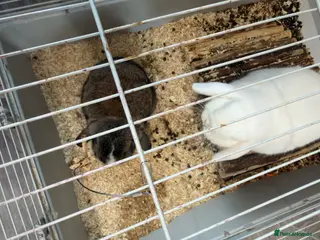 Mixed Breed rabbits Two bonded sisters bunny’s - Advert 4