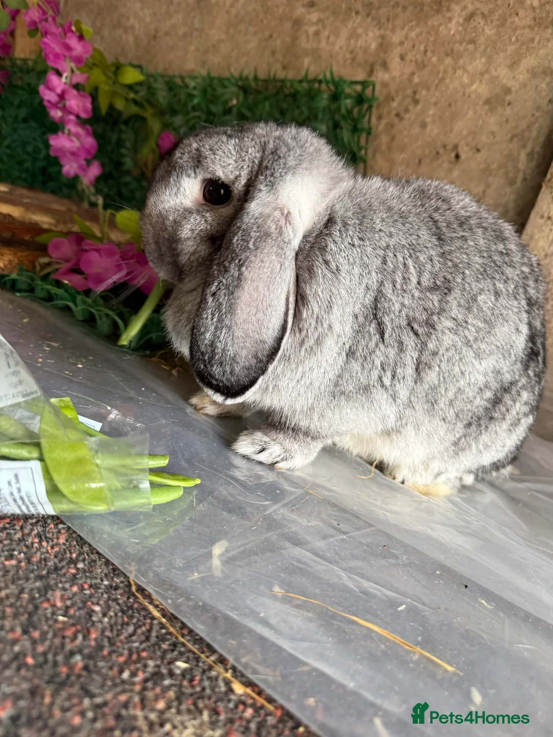 Mini Lop rabbits for sale: Stunning pure bred mini lop doe - Advert 3