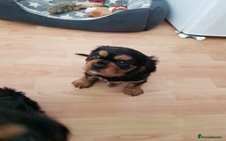 Cavalier King Charles Spaniel dogs for sale: 2 Cavalier king Charles puppies left - Image 13