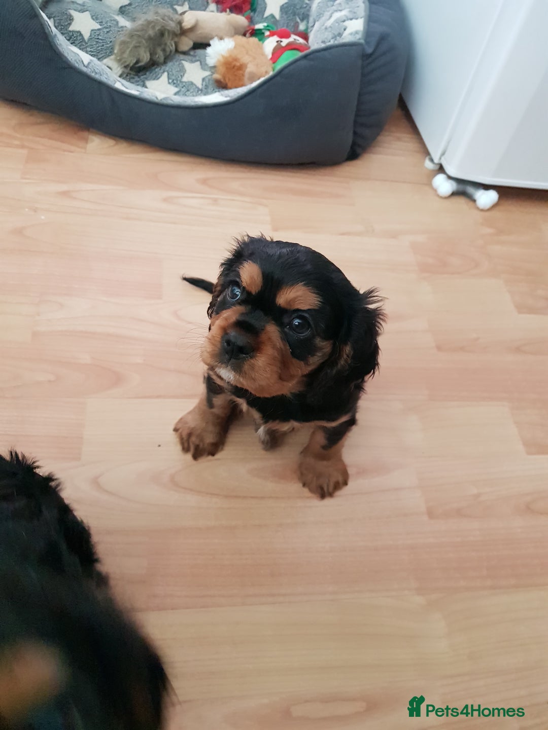 Cavalier King Charles Spaniel dogs for sale: 2 Cavalier king Charles puppies left - Image 13
