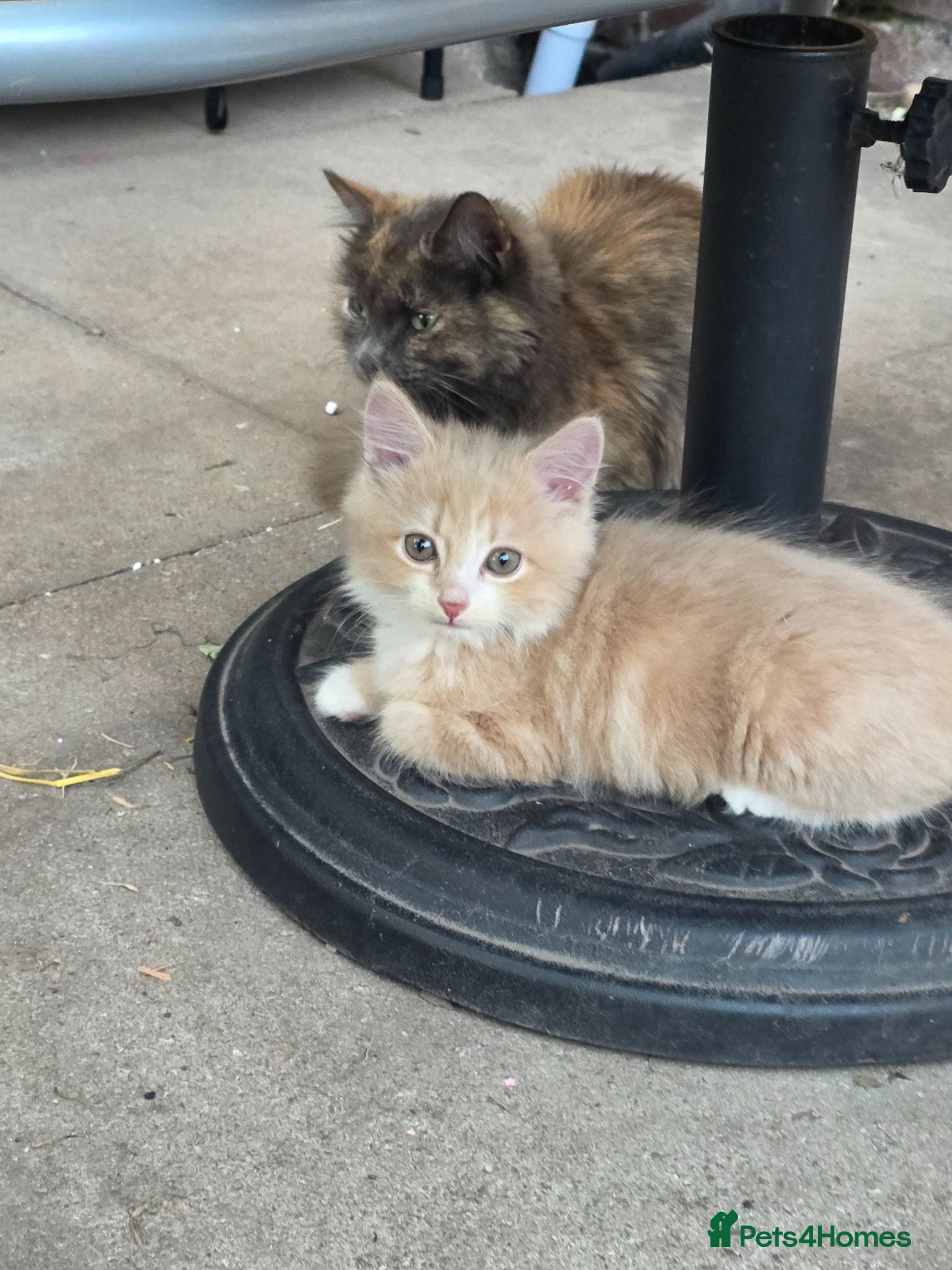 Mixed Breed cats Two male kittens available - Advert 1