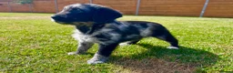 Labradoodle dogs for sale: Beautiful Merle Labradoodle Babies 🐾🐾🐾 - Advert 7
