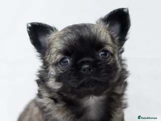 Chihuahua dogs Chihuahua boys REDUCED loving homes needed - Advert 3
