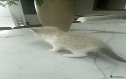 Ragdoll cats for sale: Ragdolls - Image 10