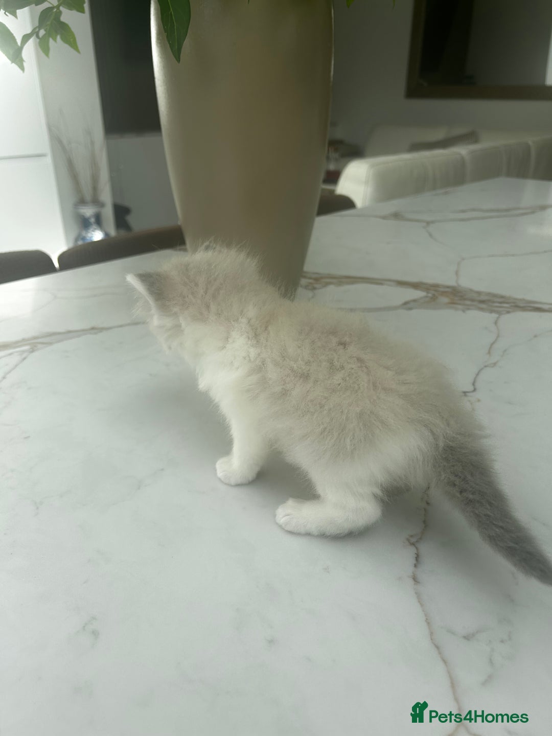 Ragdoll cats for sale: Ragdolls - Image 10