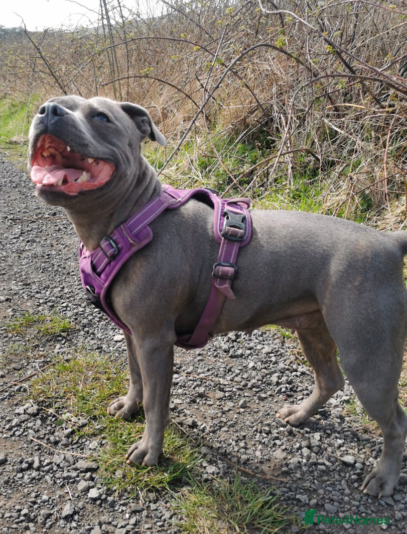 Staffordshire Bull Terrier dogs **CHAMPION VALGLO BLOODLINE STAFFORD LITTER** - Advert 4