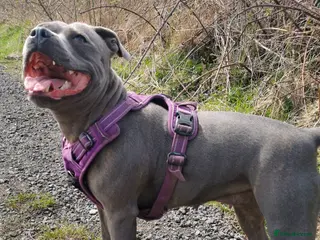 Staffordshire Bull Terrier dogs **CHAMPION VALGLO BLOODLINE STAFFORD LITTER** - Advert 1