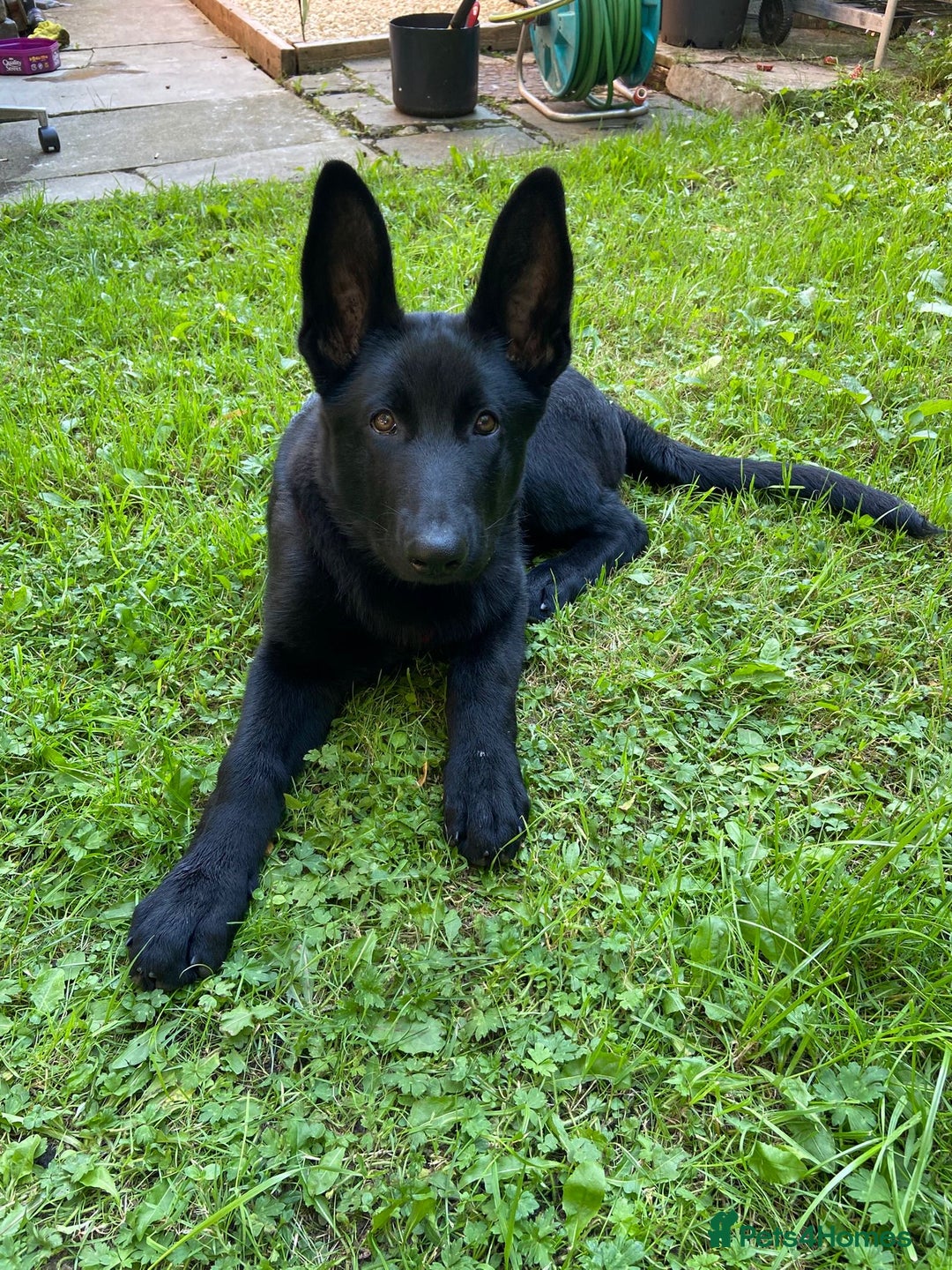 German Shepherd dogs for sale: 4 Month old German Shepherd Puppy for sale - Image 4
