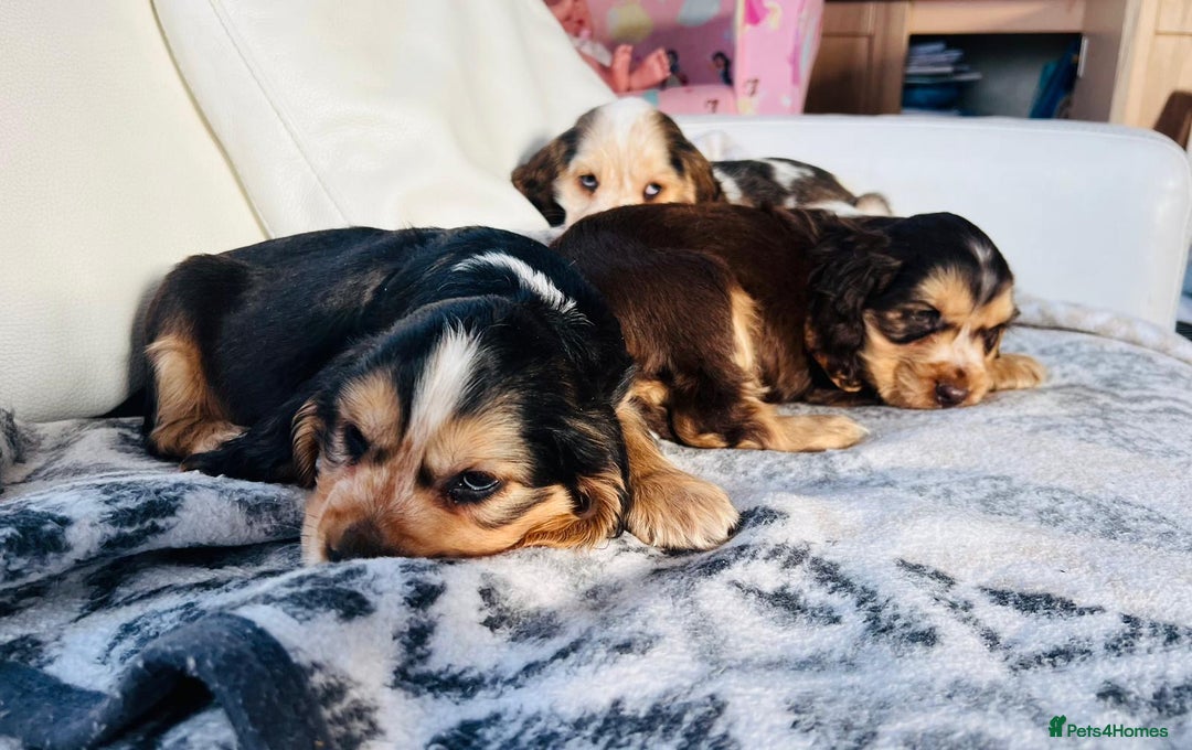Cocker Spaniel dogs for sale: KC Registered Show Cocker puppies  - Advert 6