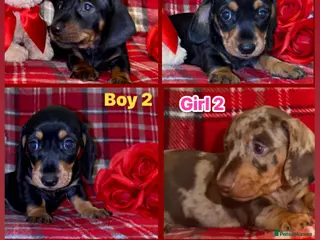 Dachshund dogs Dachshund Puppies - Advert 6