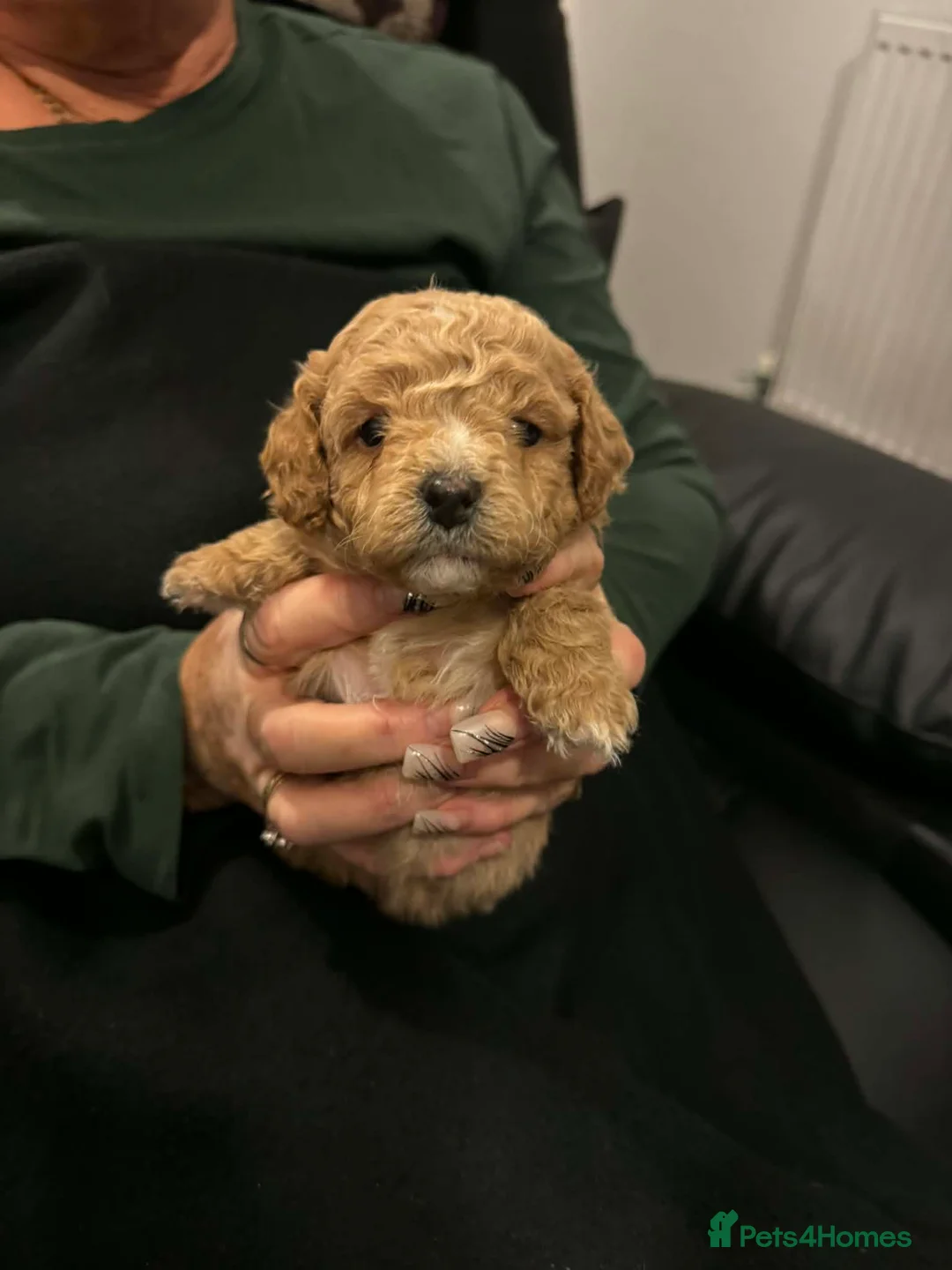 Lhasapoo dogs for sale: Lhasapoo puppies - Advert 7