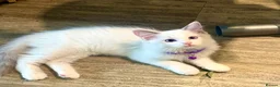Ragdoll cats for sale: Adorable Playful and Cuddly Pedigree Ragdolls! - Advert 17