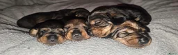 Dachshund dogs for sale: Standard Wirehair dachshund  - Advert 1
