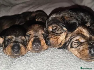 Dachshund dogs Standard Wirehair dachshund - Advert 3