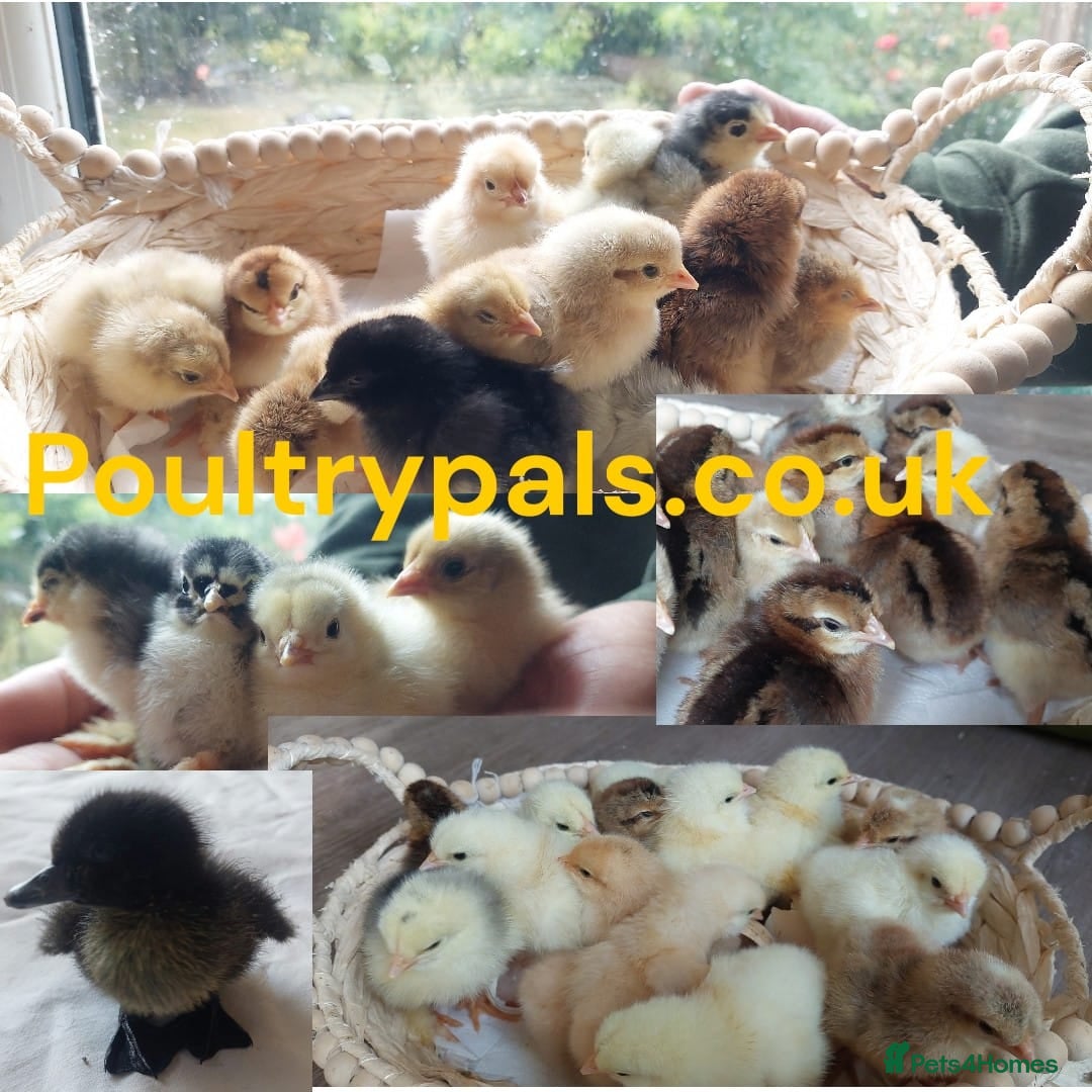 Chickens poultry Chicks Chickens Cockerels Hatching Eggs pure breed - Advert 14