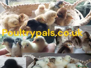 Chickens poultry Chicks Chickens Cockerels Hatching Eggs pure breed - Advert 14