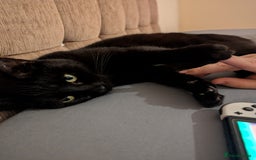 Mixed Breed cats for sale: Sweet girl needs rehoming - Image 2