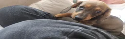 Dachshund dogs for sale: Beautiful Wild Boar Kaninchen Dachshund in Colchester - Advert 13