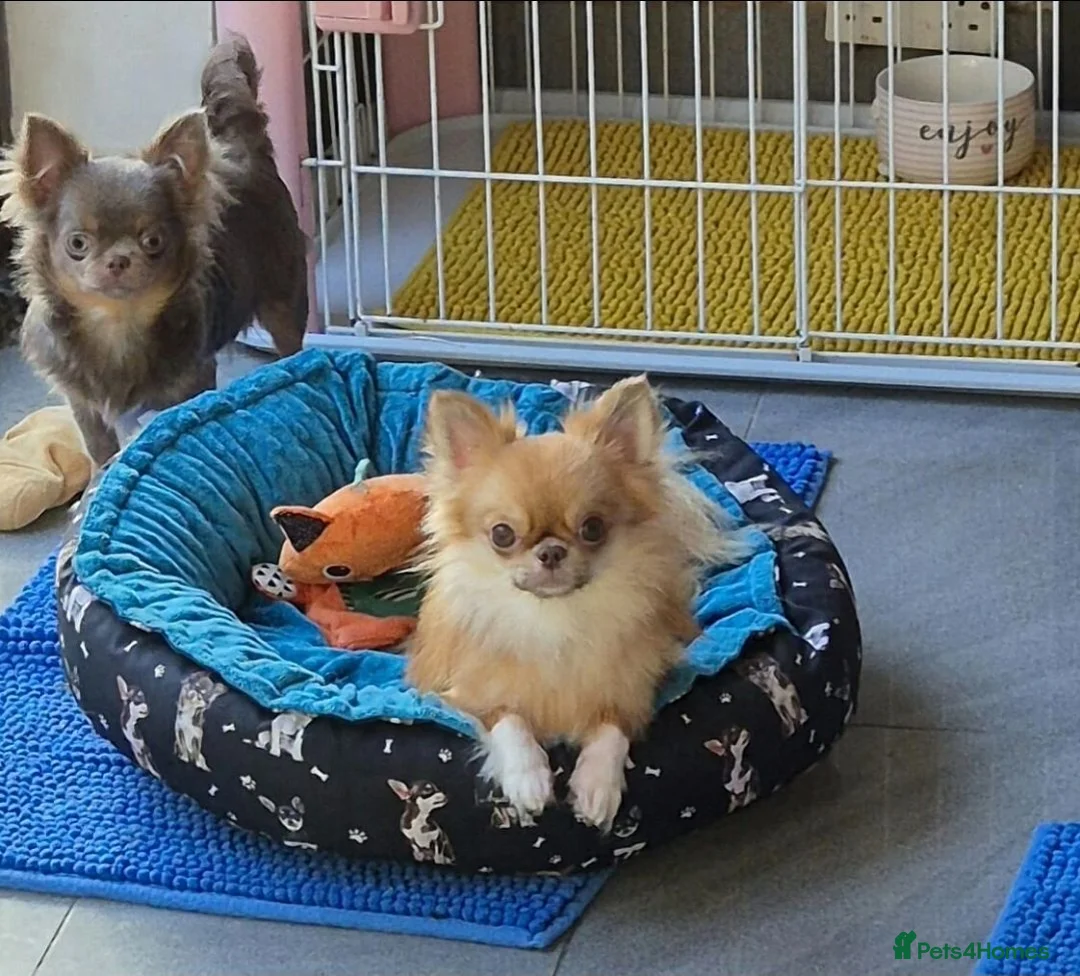 Chihuahua dogs for sale: KC registered chihuahua boy  - Advert 1