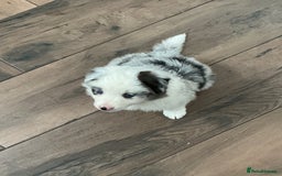 Border Collie dogs for sale: Stunning Border Collie Pups  - Image 14