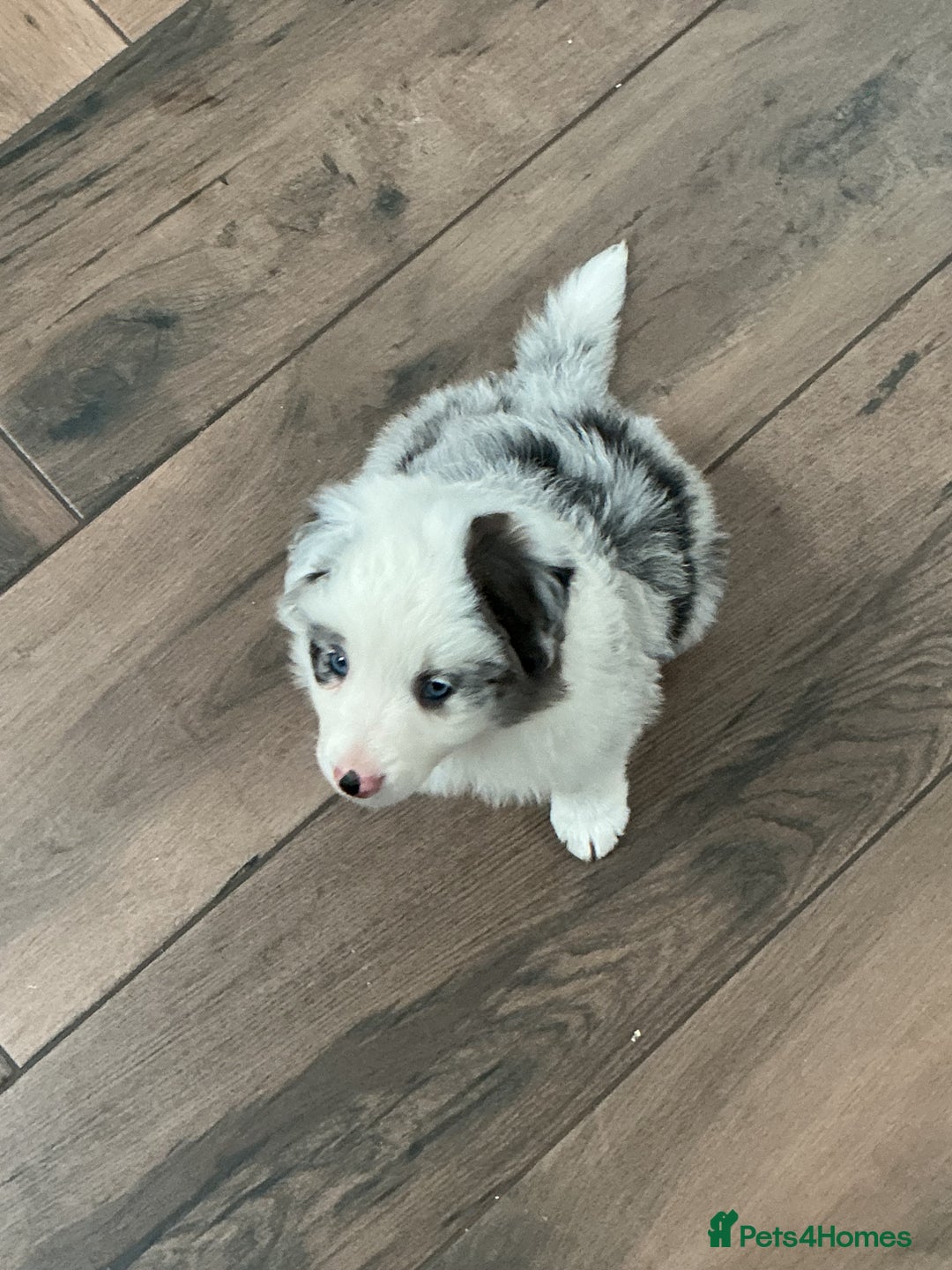 Border Collie dogs for sale: Stunning Border Collie Pups  - Image 14