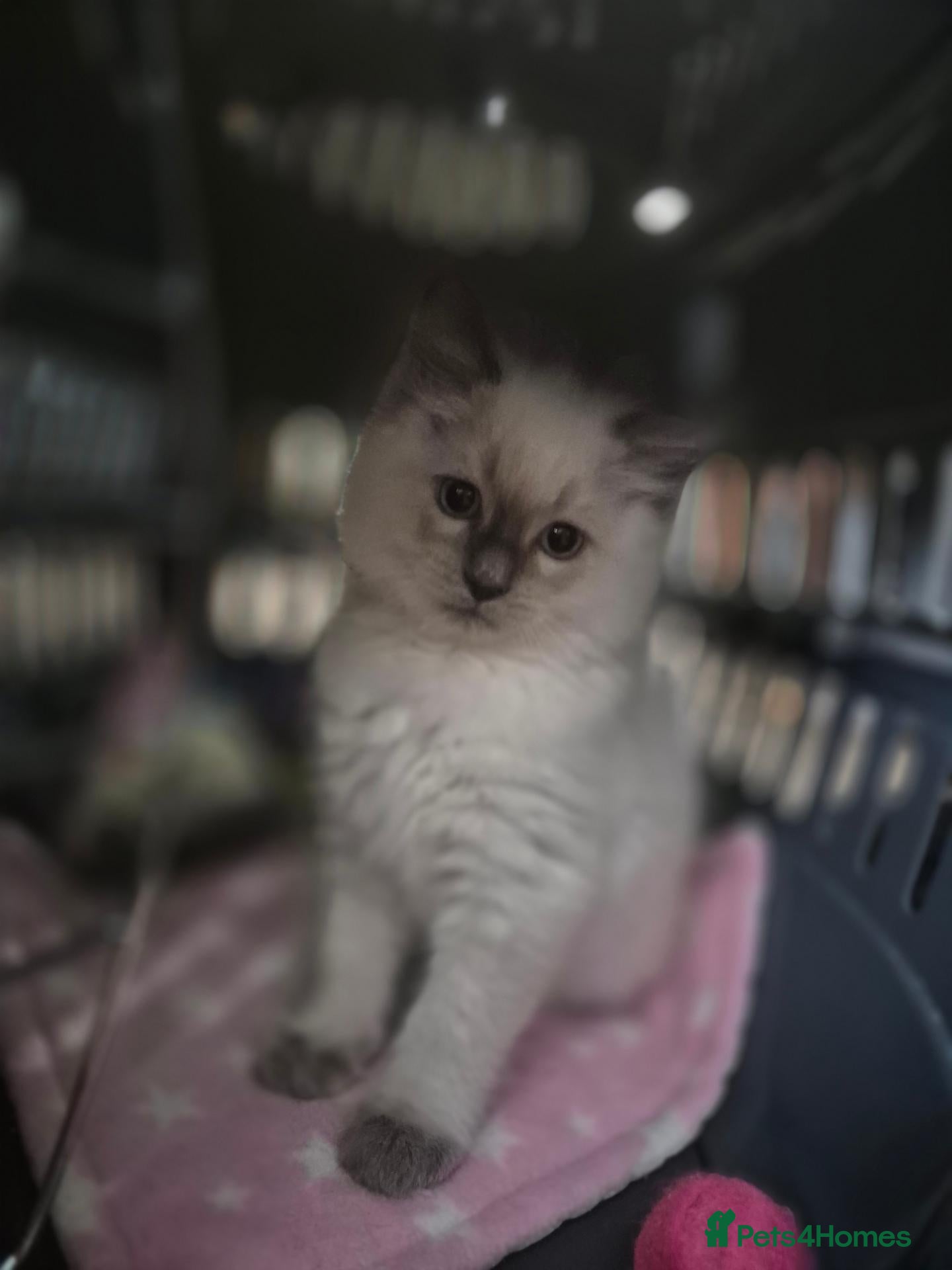Ragdoll cats Ragdoll Kittens 1 Girl 2 Boys Available - Advert 10